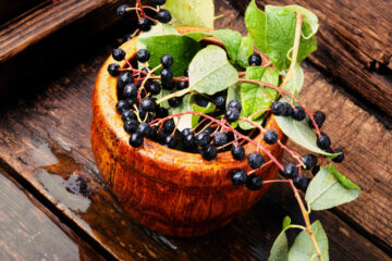 beneficii aronia