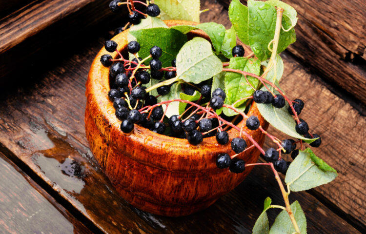beneficii aronia