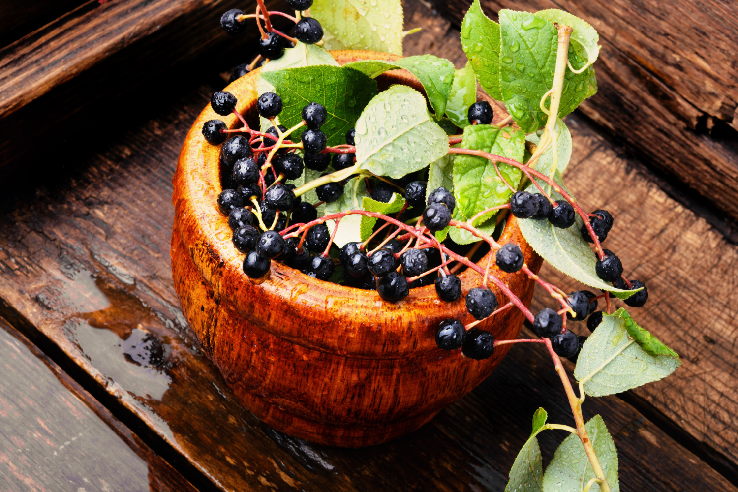 beneficii aronia